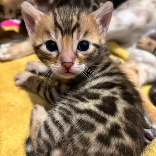 Bengal Cat For Sale in Milford Haven / Aberdaugleddau, Dyfed