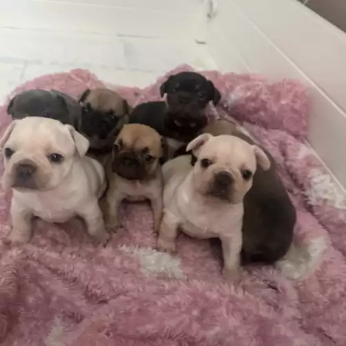 French Bulldog Dog For Sale in Falkirk, Stirling and Falkirk, Scotland