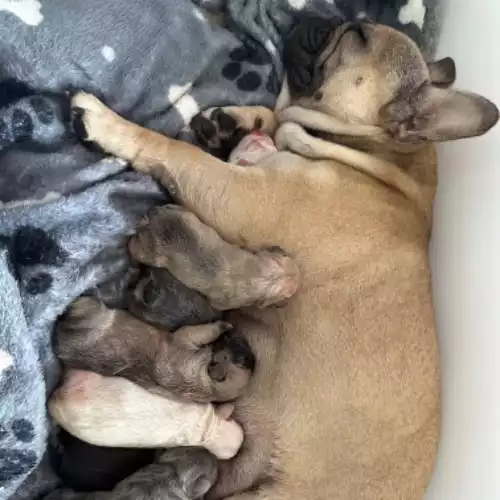 French Bulldog Dog For Sale in Falkirk, Stirling and Falkirk, Scotland