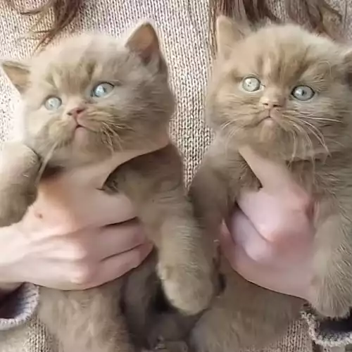 British Shorthair Cat For Sale in Birmingham, West Midlands, England