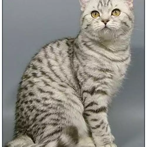 British Shorthair Cat For Sale in Barking Riverside, Greater London