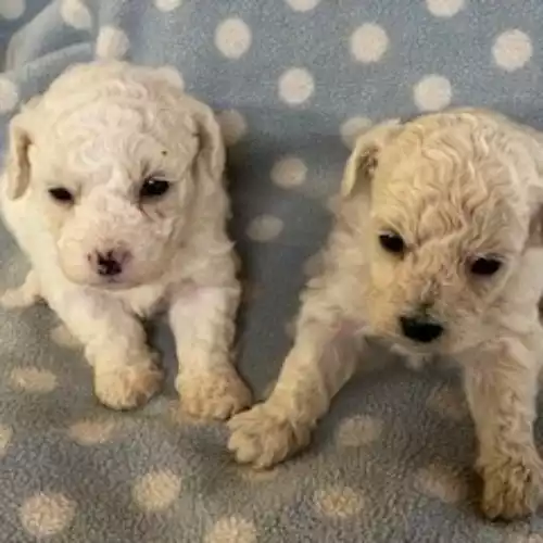 Bichon Frise Dog For Sale in Blaenffos, Dyfed, Wales