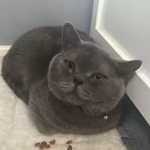 British Shorthair Cat For Stud in Kingston upon Hull