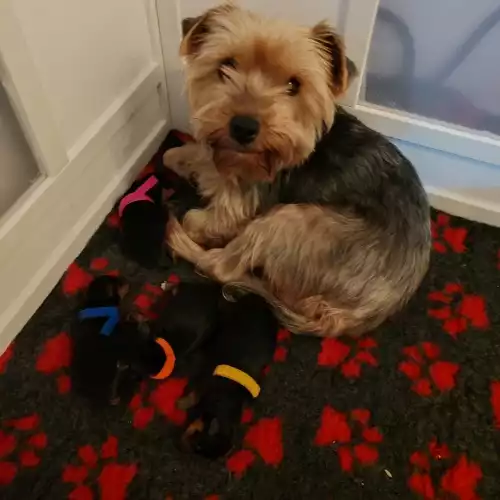 Yorkshire Terrier Dog For Sale in Langley Park, Durham