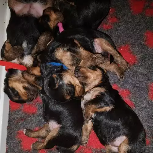 Yorkshire Terrier Dog For Sale in Langley Park, Durham