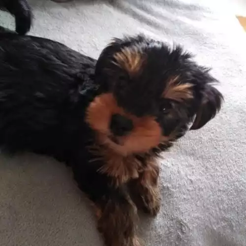 Yorkshire Terrier Dog For Sale in Langley Park, Durham