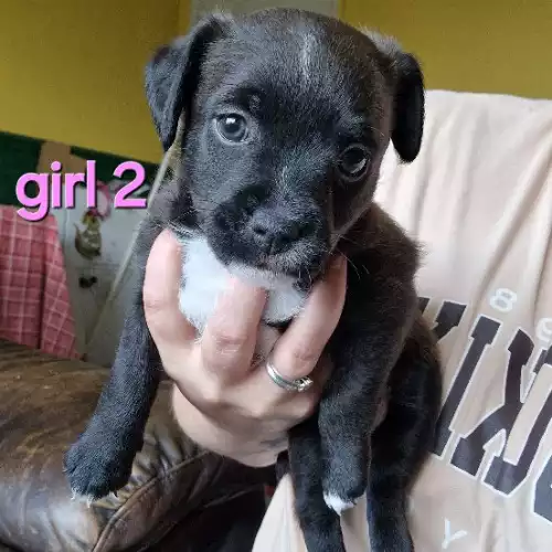 Patterdale Terrier Dog For Sale in Doncaster, South Yorkshire, England