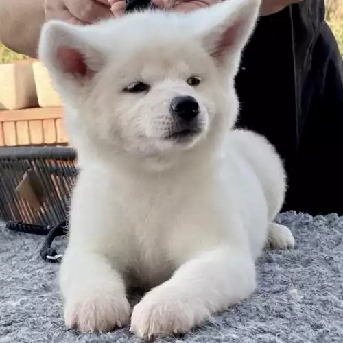 Japanese Akita Inu Dog For Sale in Manchester, Greater Manchester, England