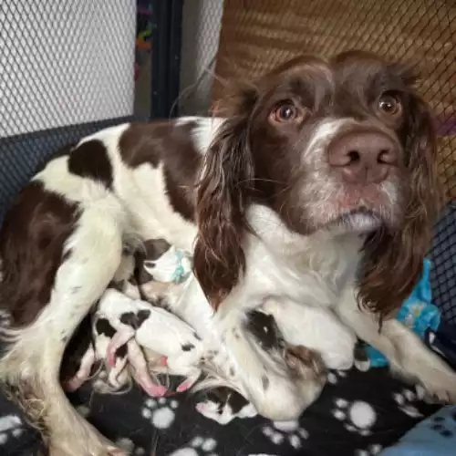 English Springer Spaniel Dog For Sale in Fareham, Hampshire, England