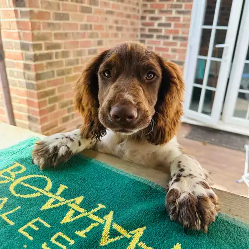 English Springer Spaniel Dog For Sale in Fareham, Hampshire, England