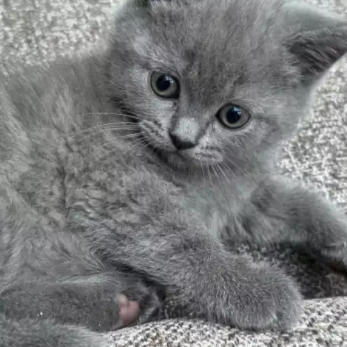 British Shorthair Cat For Sale in Crawley Down, West Sussex, England