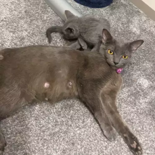 Russian Blue Cat For Sale in Barnsley, South Yorkshire, England