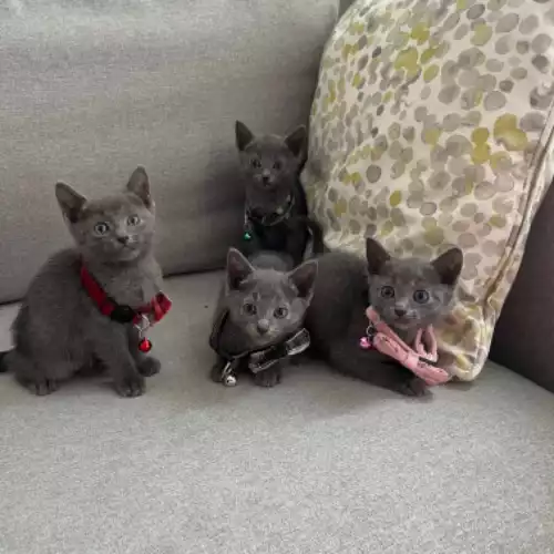 Russian Blue Cat For Sale in Barnsley, South Yorkshire, England