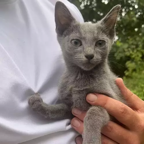 Russian Blue Cat For Sale in Mablethorpe, Lincolnshire, England