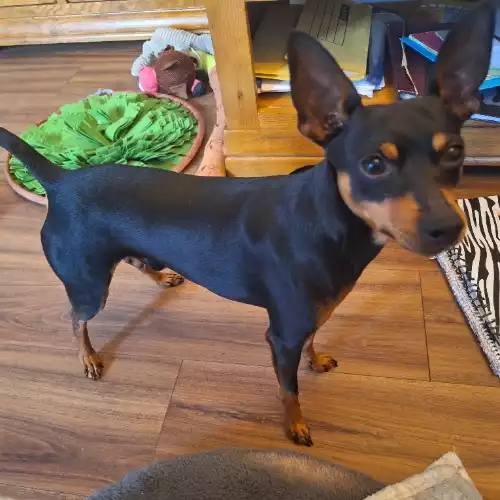 Miniature Pinscher Dog For Adoption in Hemel Hempstead, Hertfordshire