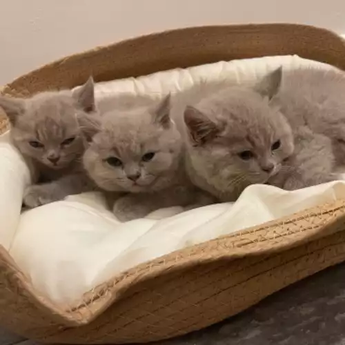 British Shorthair Cat For Sale in London, Greater London, England