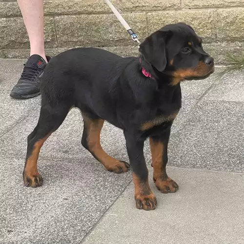 Rottweiler Dog For Sale in Bradford, West Yorkshire