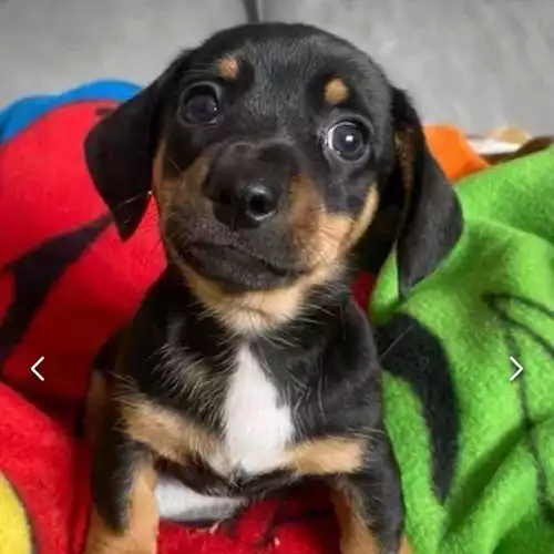 Miniature Dachshund Dog For Sale in Buckingham, Buckinghamshire, England