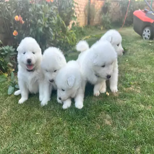 Samoyed Dog For Sale in Rushden