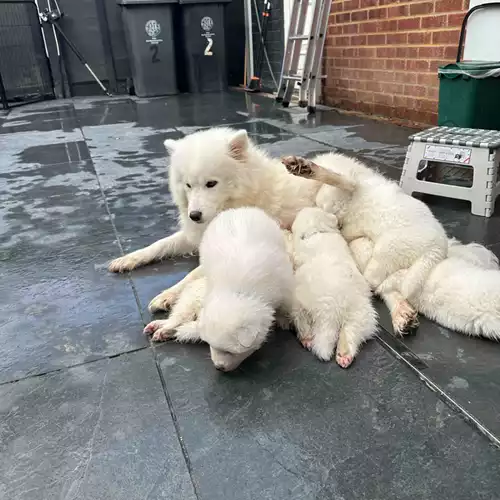 Samoyed Dog For Sale in Rushden