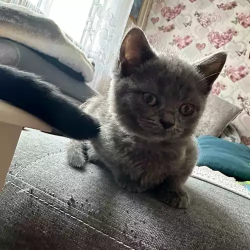 Scottish Fold Cat For Sale in Peterborough