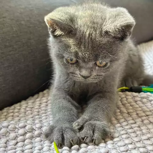 Scottish Fold Cat For Sale in Peterborough