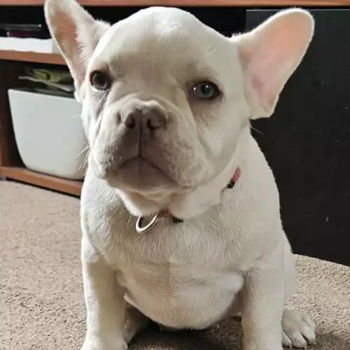 French Bulldog Dog For Adoption in Kent Street, Kent, England