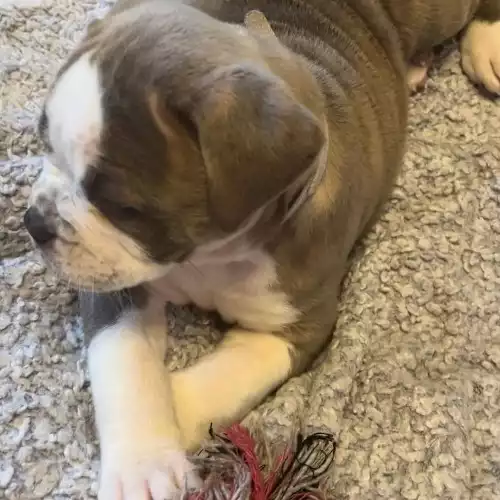 English Bulldog Dog For Sale in Grantham, Lincolnshire, England