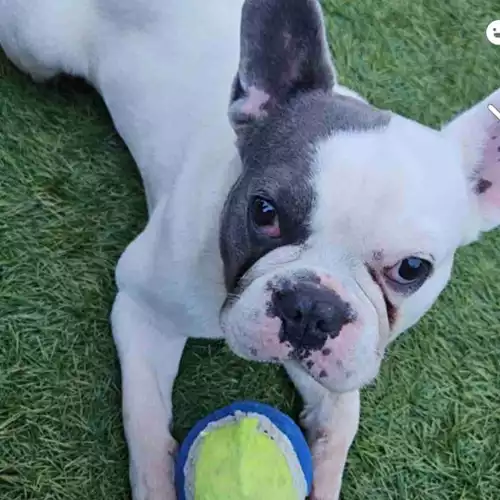 French Bulldog Dog For Adoption in Peterborough