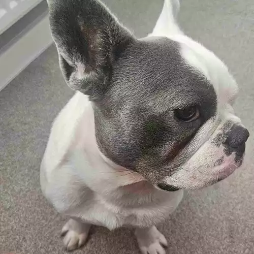 French Bulldog Dog For Adoption in Peterborough, Cambridgeshire, England