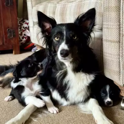 Border Collie Dog For Sale in Forres, Moray, Scotland