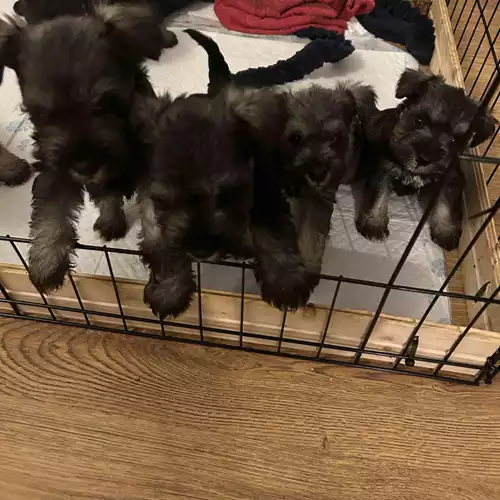 Miniature Schnauzer Dog For Sale in Rotherham, South Yorkshire