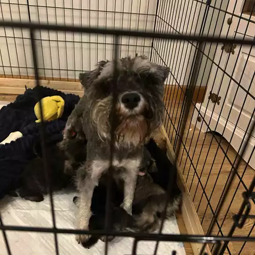 Miniature Schnauzer Dog For Sale in Rotherham, South Yorkshire