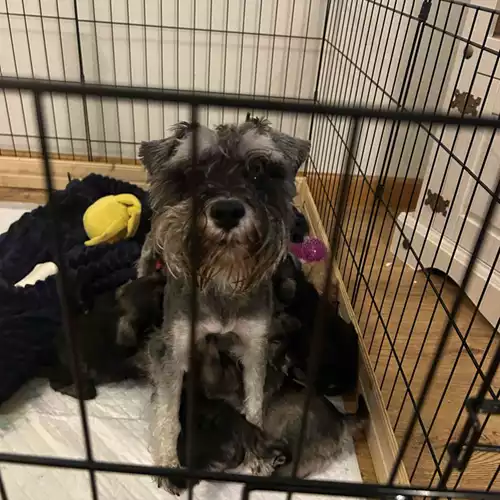 Miniature Schnauzer Dog For Sale in Rotherham, South Yorkshire