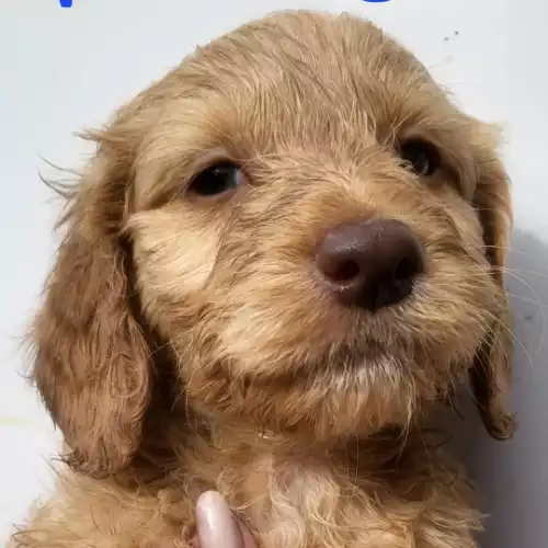 Cockapoo Dog For Sale in Bishop Auckland, Durham, England