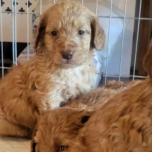 Cockapoo Dog For Sale in Bishop Auckland, Durham, England