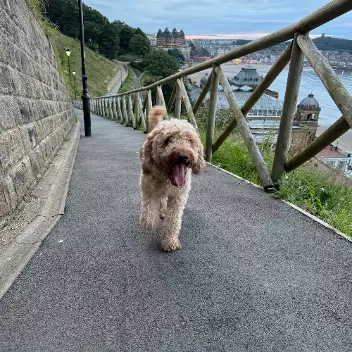 Irish Setter Dog For Adoption in Sunderland