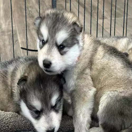 Alaskan Malamute Dog For Sale in Doddington, Cambridgeshire