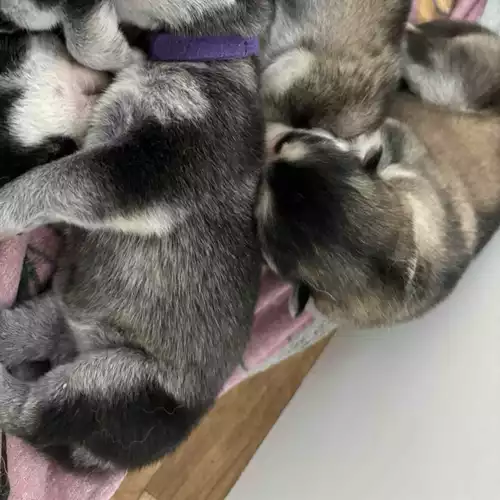 Alaskan Malamute Dog For Sale in Doddington, Cambridgeshire