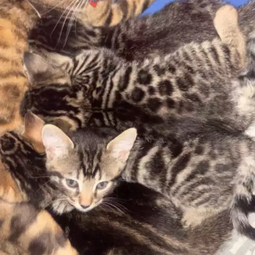 Bengal Cat For Sale in Walthamstow Forest, Greater London, England