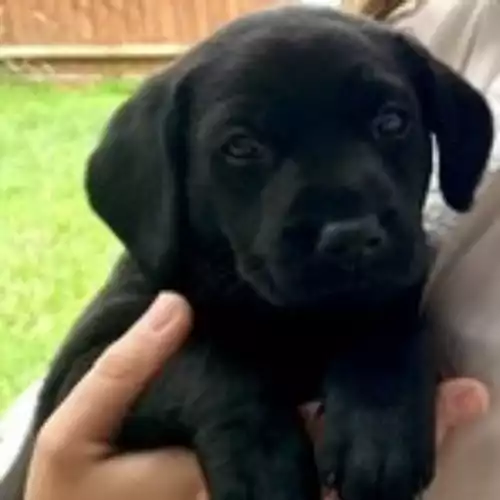 Labrador Retriever Dog For Sale in Leicester, Leicestershire, England