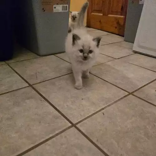 Ragdoll Cat For Sale in Upper Brynamman, Dyfed