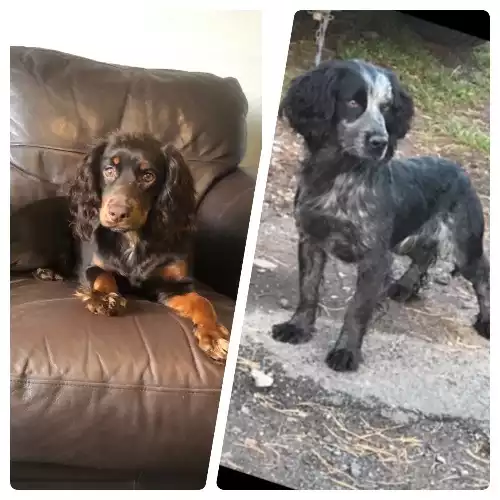 Cocker Spaniel Dog For Sale in Dudley, West Midlands, England