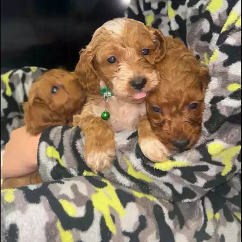 Cockapoo Dog For Sale in Tenterden, Kent