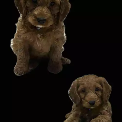 Cockapoo Dog For Sale in Tenterden, Kent