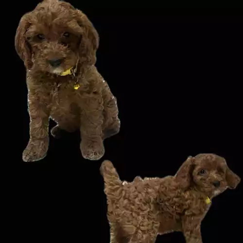 Cockapoo Dog For Sale in Tenterden, Kent