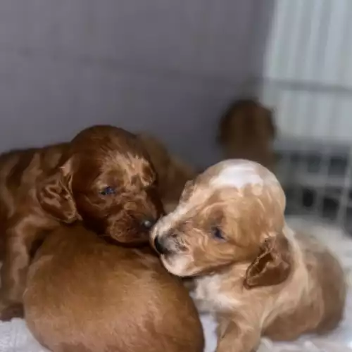 Cockapoo Dog For Sale in Tenterden, Kent