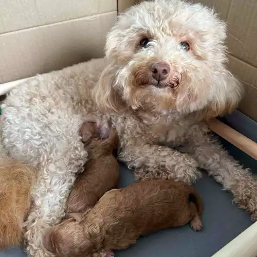 Toy Poodle Dog For Sale in Cardiff / Caerdydd, South Glamorgan, Wales