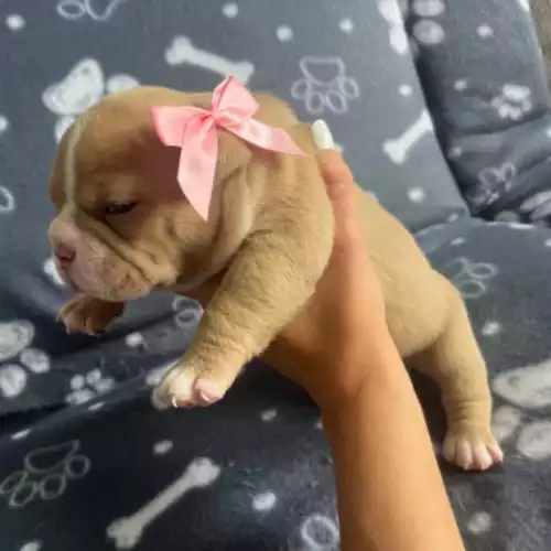 American Bully Dog For Sale in Huddersfield, West Yorkshire, England