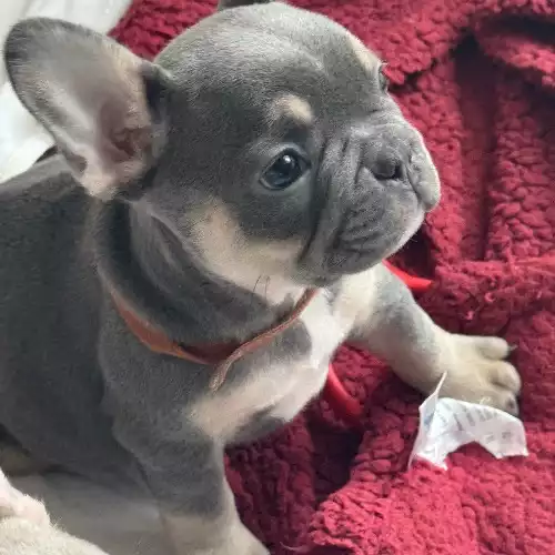 French Bulldog Dog For Sale in West Bromwich, West Midlands